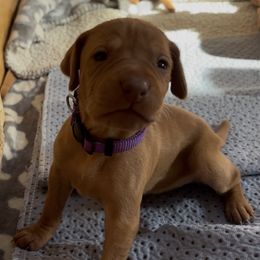 Piper - Golden rust female Vizsla puppy in Plymouth, Minnesota from Carlson Vizslas