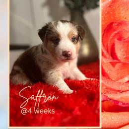 Girl 4 - Miniature American Shepherd puppy from Soul Stone Kennels