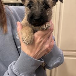 Cairn Terrier Puppies from Hoosier Cairn Terriers