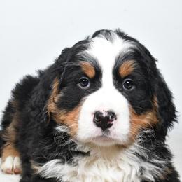 Ace - Black rust and white male Bernese Mountain Dog puppy in Millersburg, California from Smith Farms and Kennels