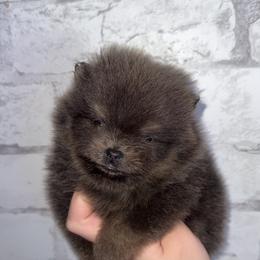 Stripe - Blue and tan male Pomeranian puppy in Perry County, Ohio from Speechless Pom’s