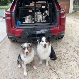 Australian Shepherd and Pembroke Welsh Corgi Puppies from Shellyn’s Pembroke Welsh Corgis & Aussies