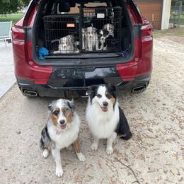 Australian Shepherd and Pembroke Welsh Corgi Puppies from Shellyn’s Pembroke Welsh Corgis & Aussies