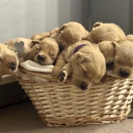 Girl 3 - Golden female Golden Retriever puppy in Albany, Georgia from Sassafras Goldens