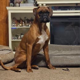 Cami - Fawn female Boxer puppy in East Moline, Illinois from WildRiver Boxers