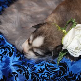 Siberian Husky Puppies from Blue Moon Siberian Husky Haven