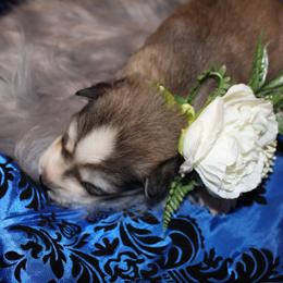Siberian Husky Puppies from Blue Moon Siberian Husky Haven