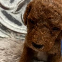 Boy 3 - Poodle puppy in Oxford, Alabama from Posh Poodles Alabama