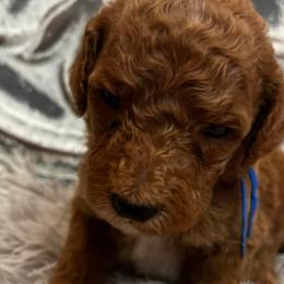 Boy 3 - Poodle puppy in Oxford, Alabama from Posh Poodles Alabama
