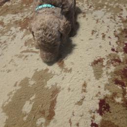 Jasper - Apricot male Goldendoodle puppy in Tavares, Florida from Spirited Doodles