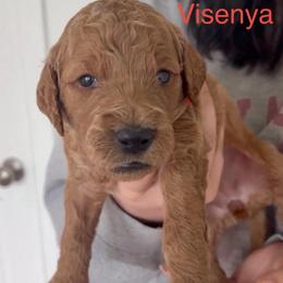 Visenya - Red  female Goldendoodle puppy in Richmond, Texas from Harper’s Heartbeats