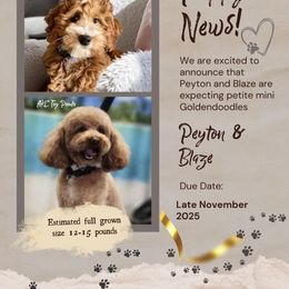 Goldendoodle puppies from Winchester Hills Poodles and Doodles