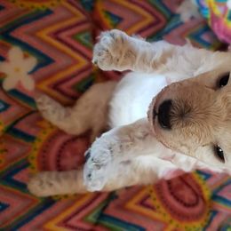 Poodle Puppies from Custom Poodles