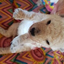 Poodle Puppies from Custom Poodles