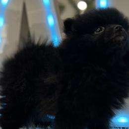 Boy 1 - Black Pomeranian puppy in Abilene, Texas from Blessedpoms