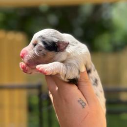 Gucci AKC - Blue merle male Australian Shepherd puppy in Polk City, Florida from Skaky Shepherds