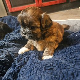 Girl 1 - Brindle female Shih Tzu puppy in Little Falls, Minnesota from Tough Shih