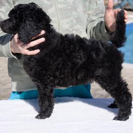 Cypress (girl) - yellow collar - Blue female Poodle puppy in Tullahoma, Tennessee from Peaceful Valley Poodles