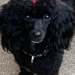 Poodles from Ashley Ross Tiny Toy Poodles (AKC)