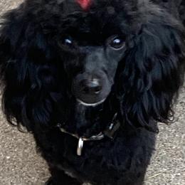 Poodles from Ashley Ross Tiny Toy Poodles (AKC)