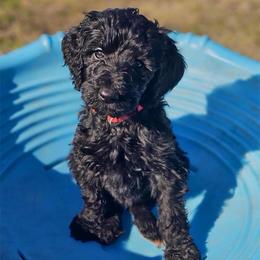 Lucy - Black female Pyredoodle puppy in Willacoochee, Georgia from Kitandkboodle's Doodles