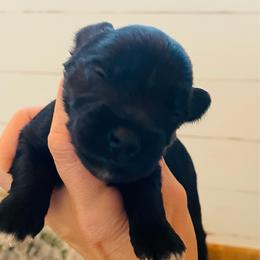 Black - Black male Miniature Schnauzer puppy in Malvern, Arkansas from Deep South Miniature Schnauzers