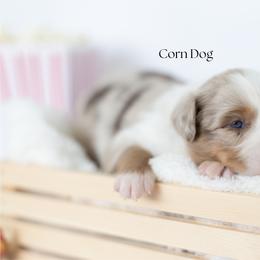 Corn Dog - Red merle male Miniature Australian Shepherd puppy in Wooster, Ohio from Kari's Mini Aussies