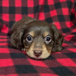 Samie Sosa Cerklefskie - Chocolate and tan female Dachshund puppy in Cowen, West Virginia from Bennett Babies
