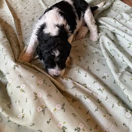 Poodle Puppies from Foxfire Hollow Standard Poodles