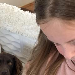 Boykin Spaniel Puppies from Five-Springs-Kennels