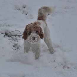 Lola - Australian Labradoodle