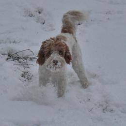 Lola - Australian Labradoodle