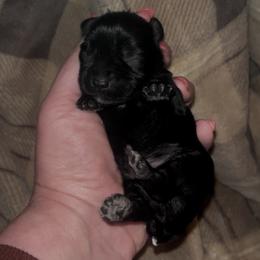Black boy - Black male Miniature Schnauzer puppy in Hickory Grove, South Carolina from Oopsie Doodles