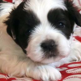 Shihpoos from Sherry’s Shih-Poos