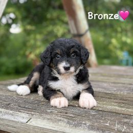 Bronze - Black tri-color female Aussiedoodle puppy in Lancaster, Minnesota from Finney Ranch