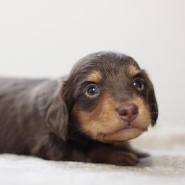Quinton - Chocolate and tan male Dachshund puppy in Alto, Texas from Prima Dachshunds