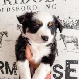 George - Black tri male Miniature Australian Shepherd puppy in Goldsboro, North Carolina from Maple Ridge Farm