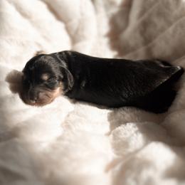 Whisper - Black and cream female Dachshund puppy in San Diego, California from Enchantables