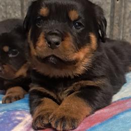 Boy 5 - Black and mahogany male Rottweiler puppy in De Witt, Iowa from Irish Eyes Kennels
