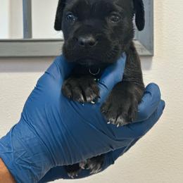 Titan - Black male Cane Corso puppy in Lubbock, Texas from Hub City Kennel