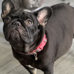 French Bulldogs from Mountain Frenchies 915