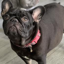 French Bulldogs from Mountain Frenchies 915
