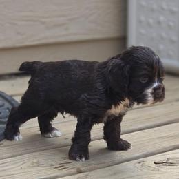 Forest - Brown male Cocker Spaniel puppy in Winston Salem, North Carolina from The Hearthstead