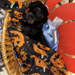 Cavalier King Charles Spaniel and Dachshund Puppies from Cavalier Companions CO.