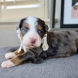 Annie - Merle female Bernedoodle puppy in Murray, Utah from Sun Valley Doodles