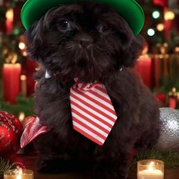 Oh Henry - Shih Tzu puppy from Bows and Bot Ties