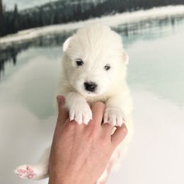 Alaska - White female Samoyed puppy in Tremonton, Utah from Sugar Sweet Samoyeds