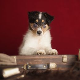 Yves Saint Laurent - White male Collie puppy in Huffville, Virginia from Blackberry Hills Cattle dogs and Collies