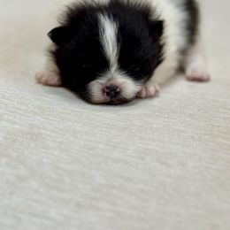 Stash - Black parti male Pomeranian puppy in Canandaigua, New York from Fingerlakes Pomeranians
