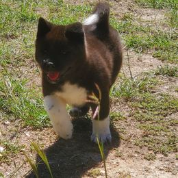 Akita Puppies from Folklore Akitas
